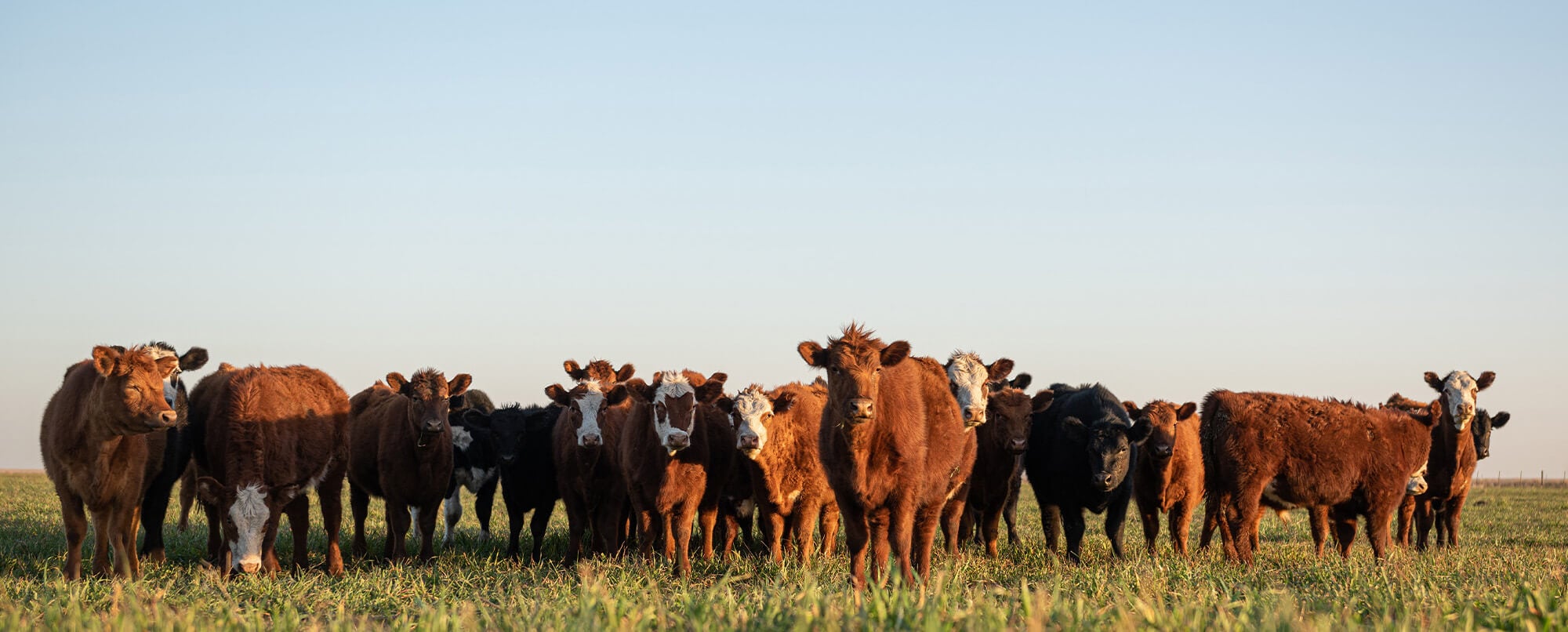 Cattle